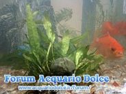 pesce rosso