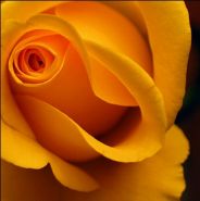 Spedire fiori online