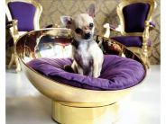 accessori per cani