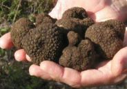 raccogliere tartufi