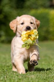 Educare il cane