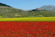 Castelluccio di Norcia
