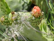 fichi d\\\'india Hotel di Charme, Agriturismi e Bed and Breakfast, Masserie e Trulli, Appartamenti e Ville, Villaggi e Residence
