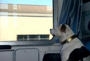Viaggiare in treno con il cane