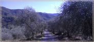 Uliveti Azienda Agricola Cuvea